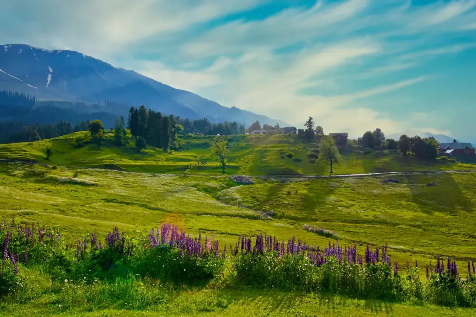 Summer wildflowers carpeting the meadows of Gulmarg, Kashmir