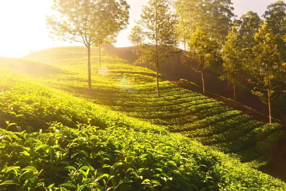 Morning sunlight over the tea gardens of Munnar