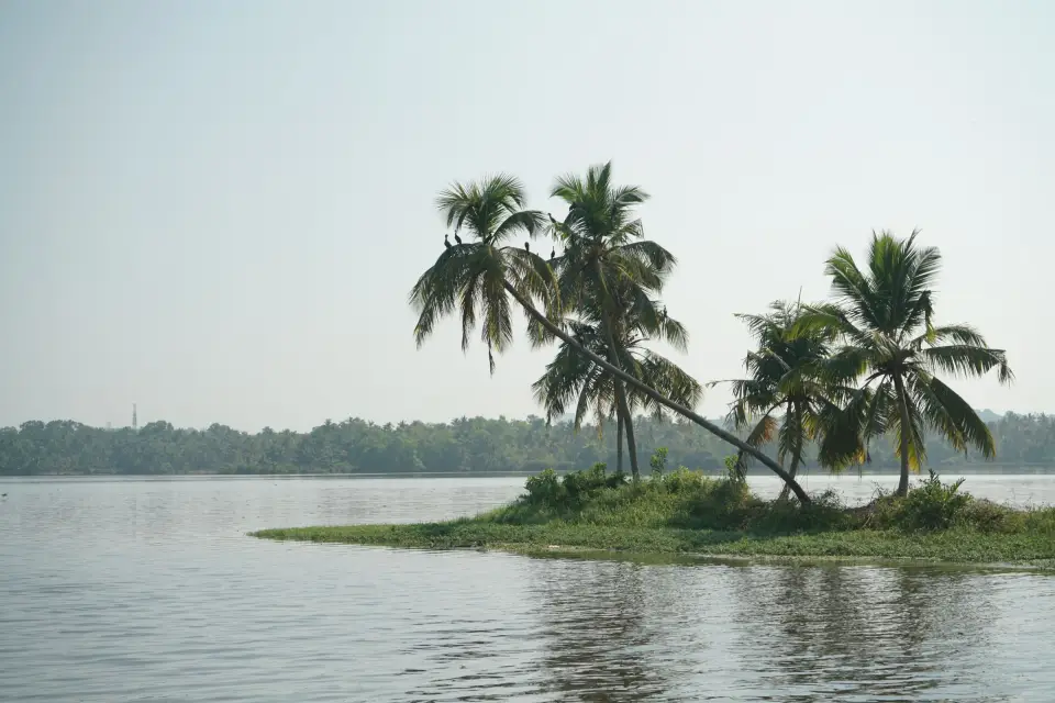 Coconut palms on a tiny island in Vembanad Lake, Kerala