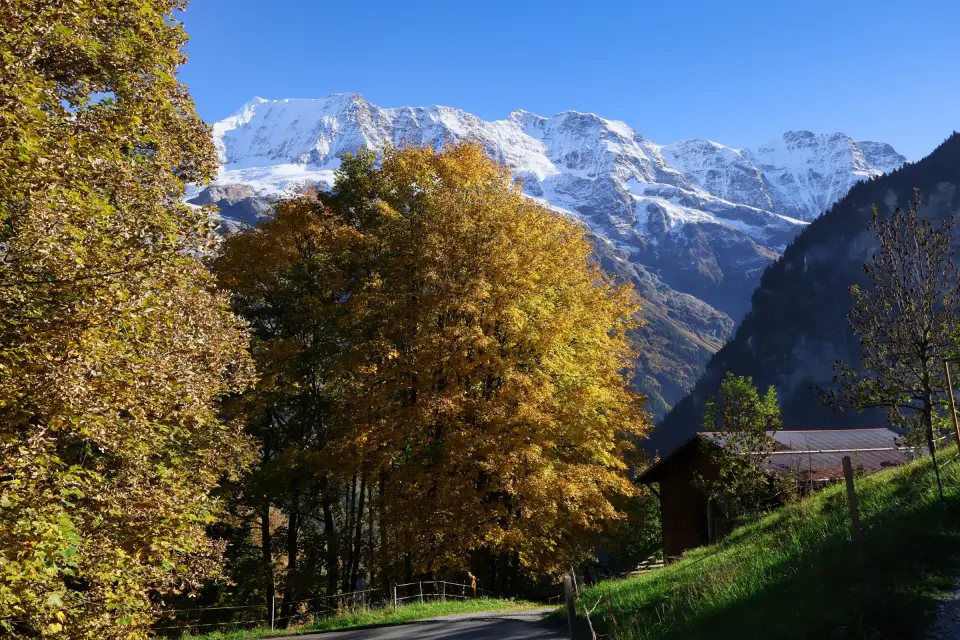 Golden autumn trees and snowy peaks in the Swiss Alps